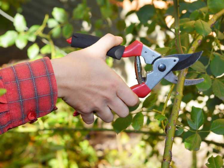 Lire la suite à propos de l’article Taille des rosiers grimpants : conseils pour tailler un rosier grimpant