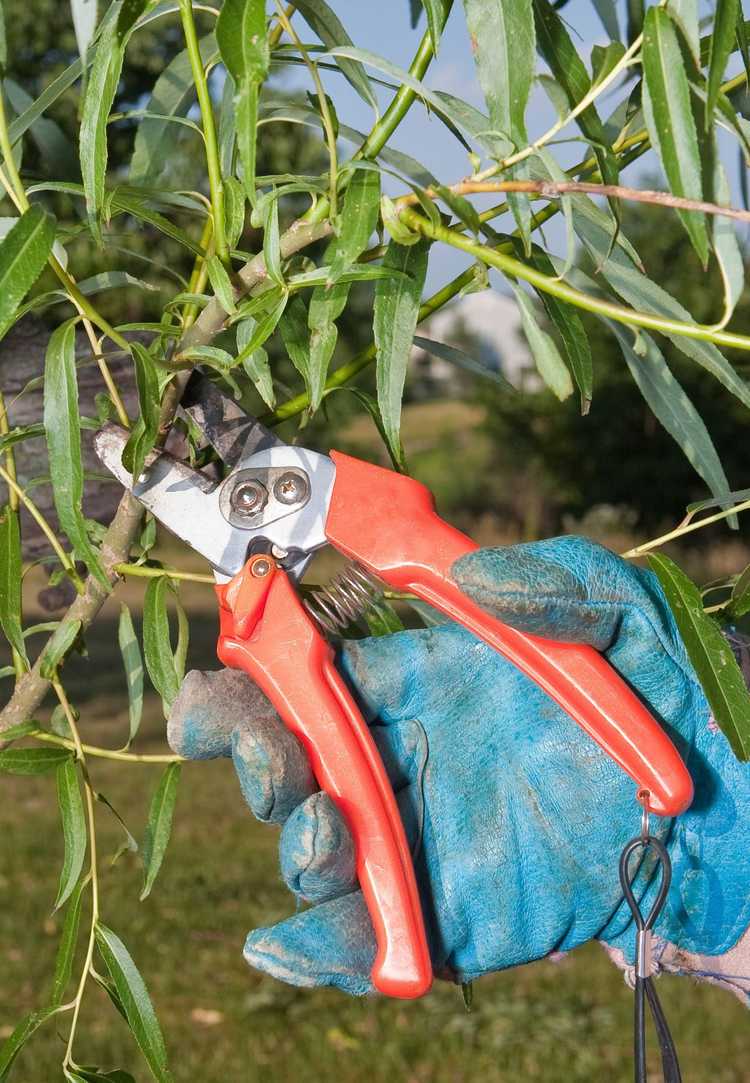 You are currently viewing Meilleur moment pour tailler les saules: comment tailler un saule