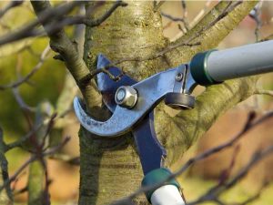 Lire la suite à propos de l’article Taille des arbres matures – Quand couper les arbres matures