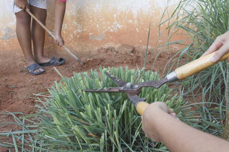 You are currently viewing Taille de la citronnelle : comment couper les plants de citronnelle