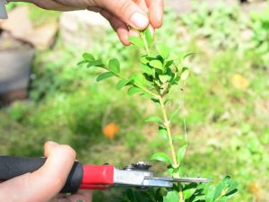 Lire la suite à propos de l’article Conserver une plante mère : utiliser des plantes mères pour la propagation