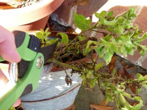 Lire la suite à propos de l’article Taille des pétunias – Informations sur la réduction des plants de pétunia