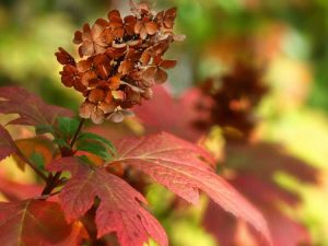 Lire la suite à propos de l’article Conseils pour la taille des buissons d’hortensias à feuilles de chêne