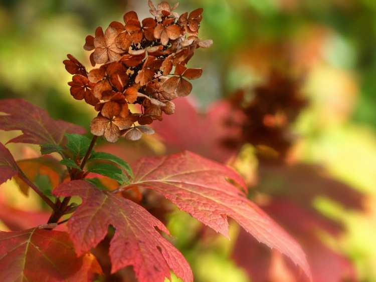 Fleurs d'hortensia à feuilles de chêne rouge brun et feuilles rouge foncé