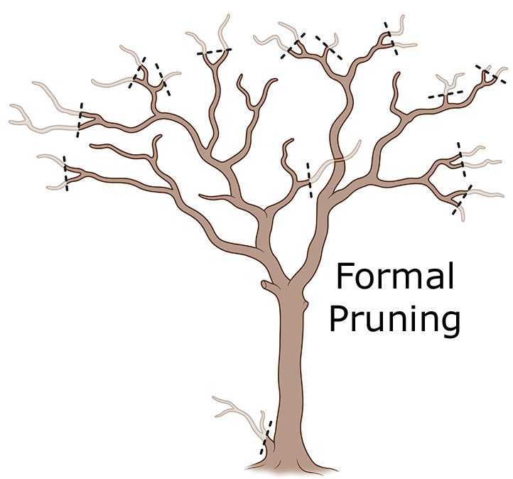 crepe myrtle formal pruning