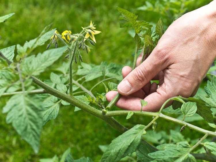 Lire la suite à propos de l’article Devriez-vous tailler les plants de tomates