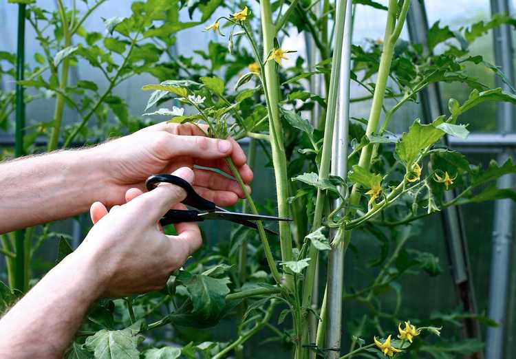 Lire la suite à propos de l’article Taille des plants de tomates – Conseils pour enlever les feuilles des plants de tomates