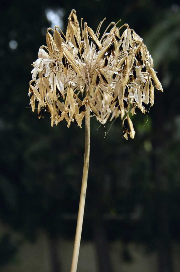 You are currently viewing Taille des agapanthes : conseils pour réduire les agapanthes