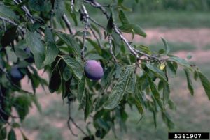 Lire la suite à propos de l’article Informations sur le virus Prune Dwarf : Conseils pour contrôler la maladie du pruneau nain