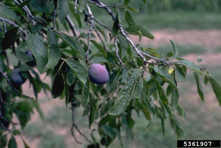 You are currently viewing Informations sur le virus Prune Dwarf : Conseils pour contrôler la maladie du pruneau nain