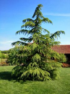 Lire la suite à propos de l’article Quand tailler les cèdres : Guide pour la taille des cèdres dans le jardin