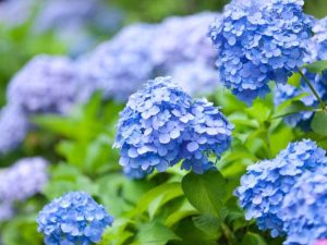 Lire la suite à propos de l’article Conseils pour la taille des buissons d’hortensias d’été sans fin