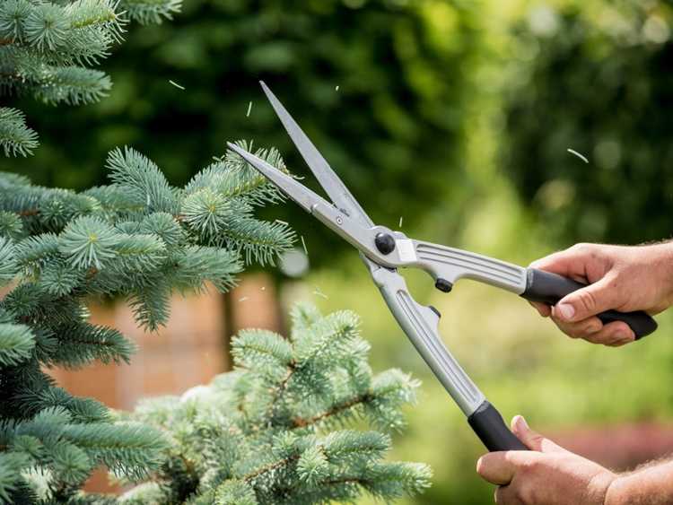 Lire la suite à propos de l’article Comment tailler un arbre de Noël pour lui donner la forme parfaite