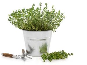 Lire la suite à propos de l’article Conseils pour tailler les plantes de thym pour une meilleure croissance