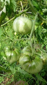 Lire la suite à propos de l’article Tomates de tante Ruby: cultiver des tomates vertes allemandes de tante Ruby dans le jardin