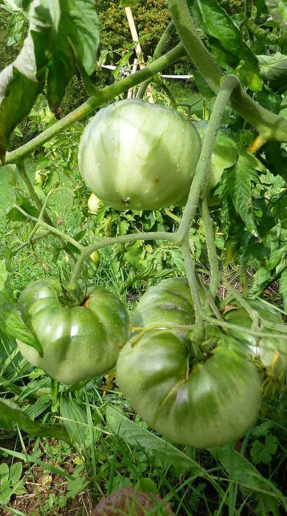 Lire la suite à propos de l’article Tomates de tante Ruby: cultiver des tomates vertes allemandes de tante Ruby dans le jardin