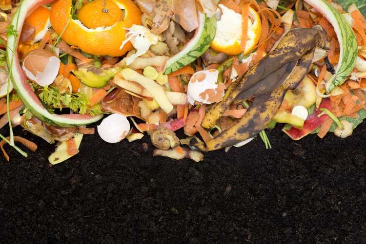 You are currently viewing Le compost peut-il être utilisé comme paillis : informations sur l'utilisation du compost comme paillis de jardin