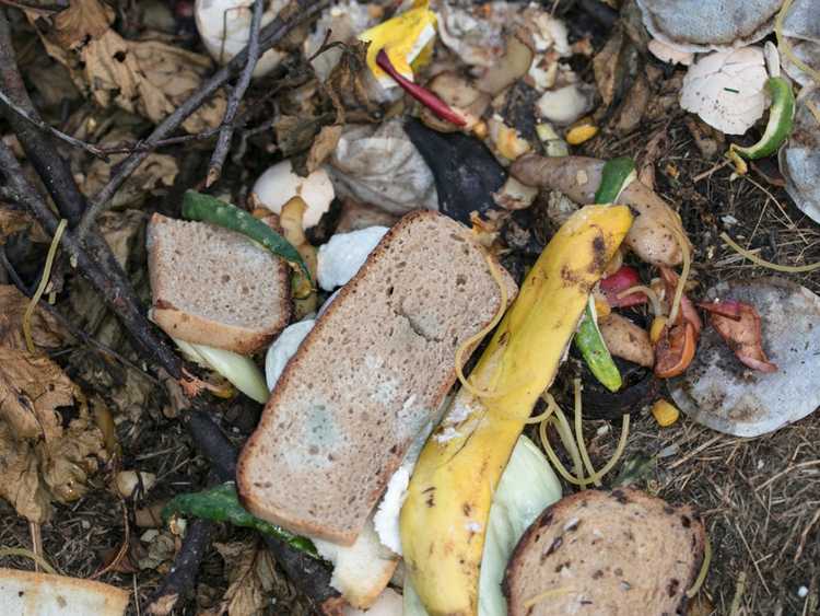 You are currently viewing Le pain peut-il être composté : conseils pour composter le pain