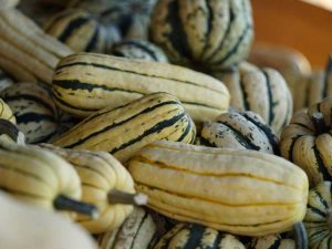 Lire la suite à propos de l’article Informations sur la courge Delicata : Conseils sur la culture de la courge d'hiver Delicata