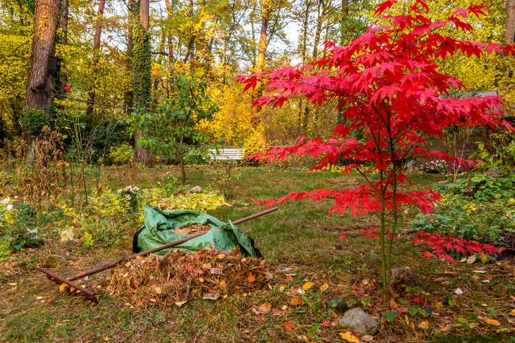 Lire la suite à propos de l’article Entretien du jardin d'automne : idées et conseils pour les jardins d'automne