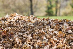 Lire la suite à propos de l’article Plants de pommes de terre sous les feuilles: comment faire pousser des pommes de terre dans les feuilles