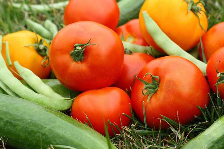 You are currently viewing Bons légumes par temps chaud : cultiver des légumes dans les régions du sud