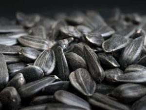 Lire la suite à propos de l’article En savoir plus sur les tournesols à huile noire et les graines de tournesol noires