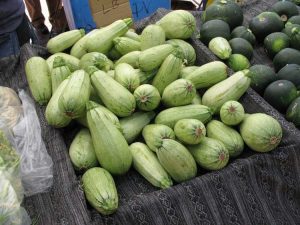Lire la suite à propos de l’article Usine de courge à moelle – Comment faire pousser des légumes à moelle