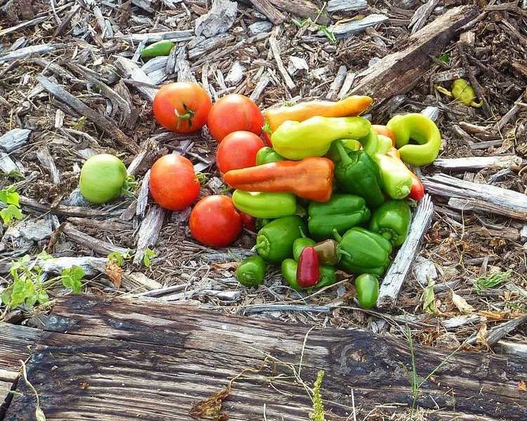 Lire la suite à propos de l’article Salsa de jardin faite maison : créer un jardin de salsa amusant pour les enfants