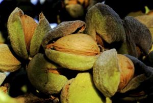 Lire la suite à propos de l’article Récolte des amandes et des noix : comment et quand récolter les amandes