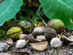 Lire la suite à propos de l’article Utilisations des noix de caryer : conseils pour la récolte des noix de caryer