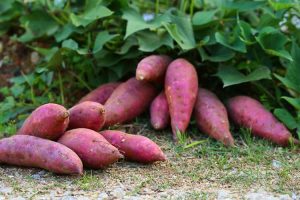 Lire la suite à propos de l’article Légumes pour la saison des pluies : conseils pour cultiver des plantes alimentaires sous les tropiques