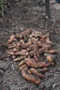 Lire la suite à propos de l’article Conservation des patates douces – Conseils pour conserver les patates douces pour l’hiver