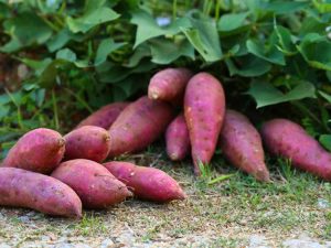 Lire la suite à propos de l’article Cultiver des patates douces verticalement : planter des patates douces sur un treillis