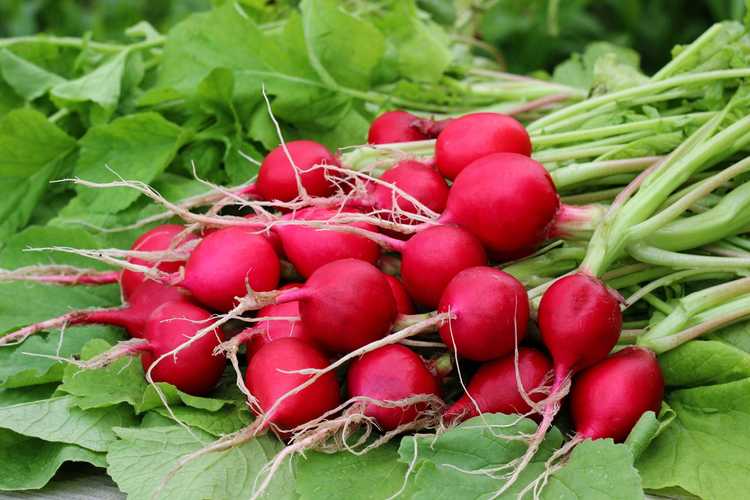 You are currently viewing Conseils de plantation de radis : comment planter des radis dans le jardin