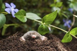 Lire la suite à propos de l’article Contrôle des taupes – Remèdes maison pour éliminer les taupes de votre jardin