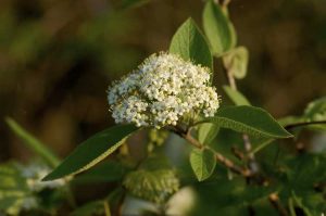 Lire la suite à propos de l’article Petits arbres d'ombrage ornementaux : découvrez les arbres ornementaux qui poussent à l'ombre