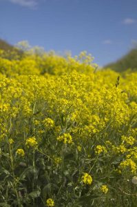 Lire la suite à propos de l’article Teindre avec du pastel – Comment obtenir de la teinture à partir de plantes de pastel