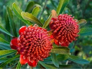 Lire la suite à propos de l’article Comment faire pousser des Waratahs dans le jardin