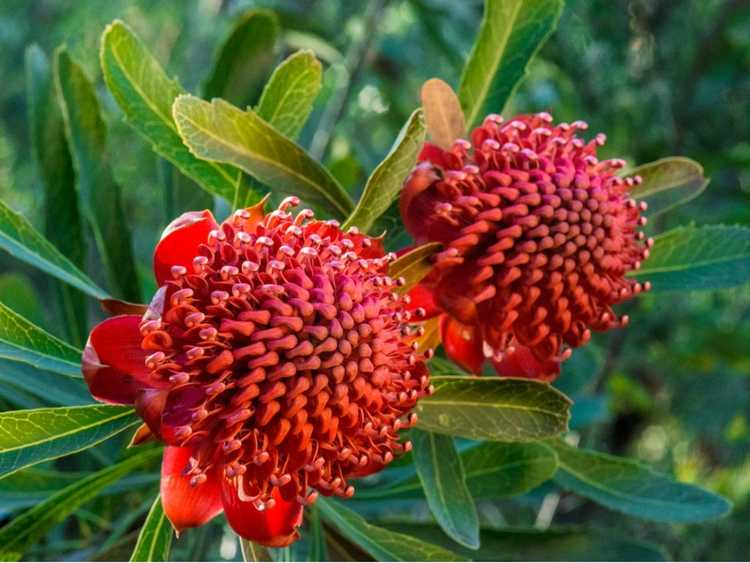 You are currently viewing Comment faire pousser des Waratahs dans le jardin