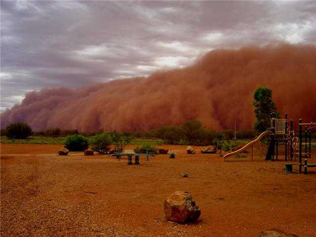 Lire la suite à propos de l’article Tempêtes de poussière et jardins : comment protéger les plantes des tempêtes du désert