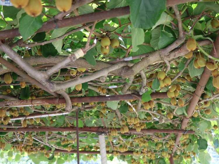 You are currently viewing Taille des plantes de kiwi: taille des vignes de kiwi matures dans le jardin