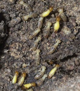 Lire la suite à propos de l’article Paillis de bois et termites – Comment traiter les termites dans le paillis