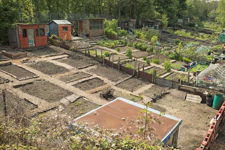 Lire la suite à propos de l’article Jardinage sur des terrains vacants : conseils pour planter des légumes dans des terrains vacants