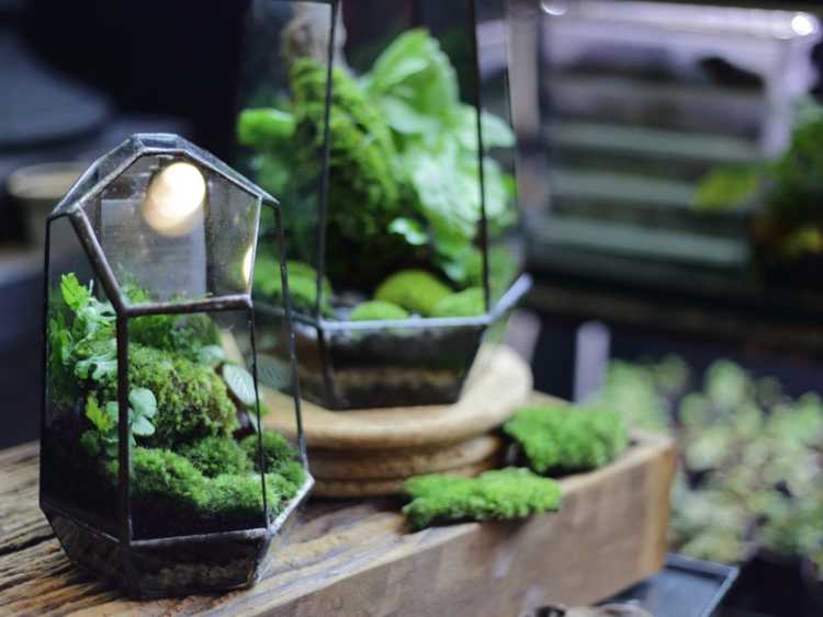 You are currently viewing Mousse et terrariums : conseils pour créer des terrariums en mousse