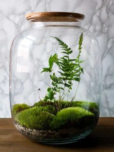 Lire la suite à propos de l’article Guide d'entretien des terrariums : les terrariums sont-ils faciles à entretenir