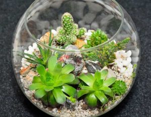 Lire la suite à propos de l’article Entretien du terrarium succulent : comment fabriquer un terrarium succulent et en prendre soin