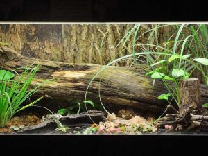 Lire la suite à propos de l’article Ancien terrarium d'aquarium bricolage : comment créer des terrariums d'aquarium