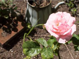 Lire la suite à propos de l’article Préparation du sol pour roses : conseils pour construire du sol pour roseraie