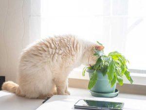 Lire la suite à propos de l’article Sauver une plante endommagée par un chat – Les plantes mâchées peuvent-elles être réparées